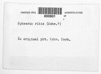 Mycosphaerella ribis image